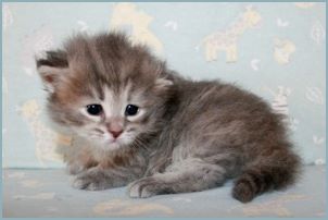 
Female Siberian Kitten from Deedlebug Siberians